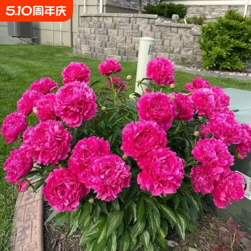 【带芽发货】重瓣芍药花苗浓香花卉正宗观赏芍药牡丹四季开花好养