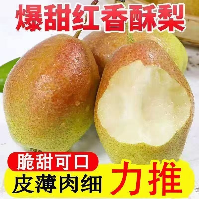 红香酥梨香梨9斤新鲜梨子水果当季正宗薄皮酥梨脆甜雪梨包邮10
