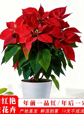 一品红盆栽鸿运当头室内客厅净化空气圣诞花卉好养绿植物水培带花