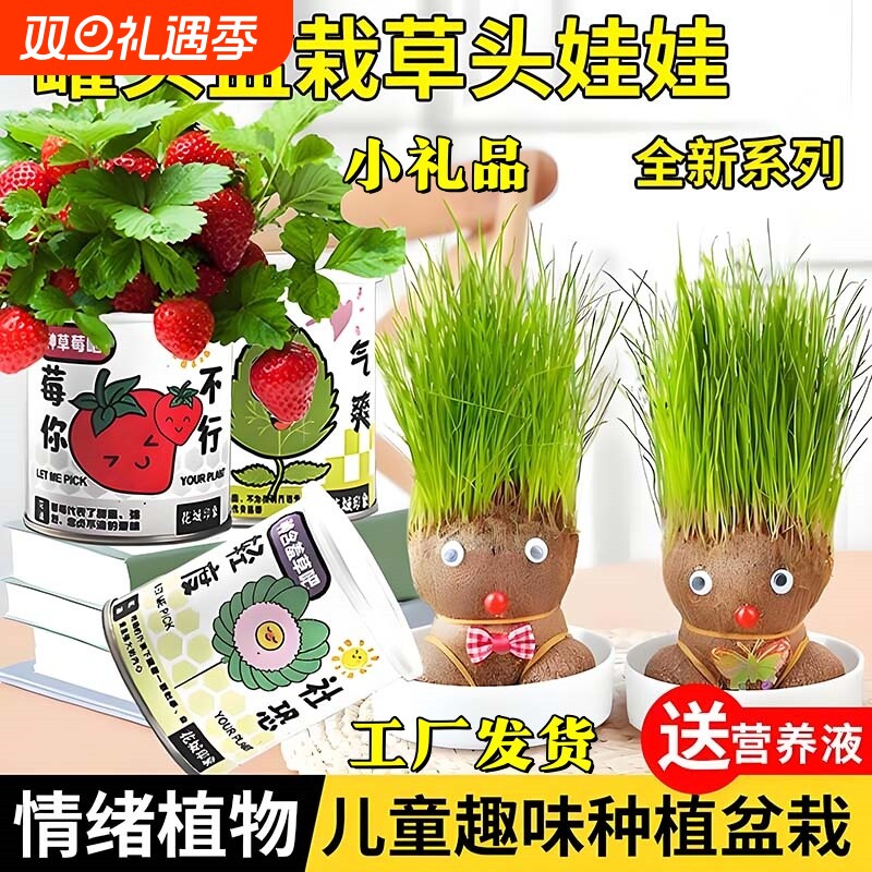 长草娃娃开花草头娃娃创意头上长草花卉种子幼儿园室内趣味小盆栽
