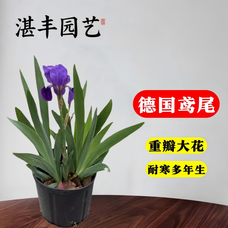 德国鸢尾花苗盆栽春天花室外地栽花卉庭院四季球根植物水培重瓣