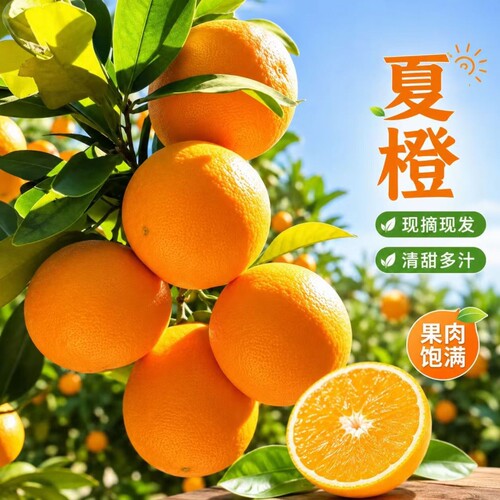 湖北秭归新鲜现摘夏橙孕妇酸甜水果新鲜当季整箱手剥橙榨汁橙商用
