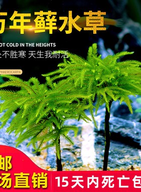 鱼草万年活体耐低温生态瓶