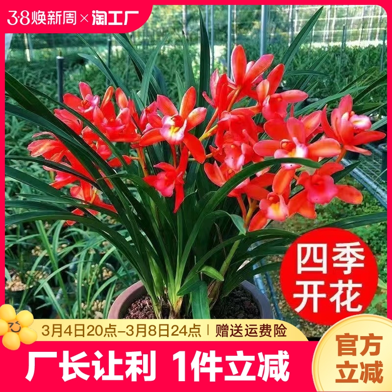 花苗盆栽开花室内外耐寒好养君子兰蝴蝶兰花卉绿植物阳客厅庭院