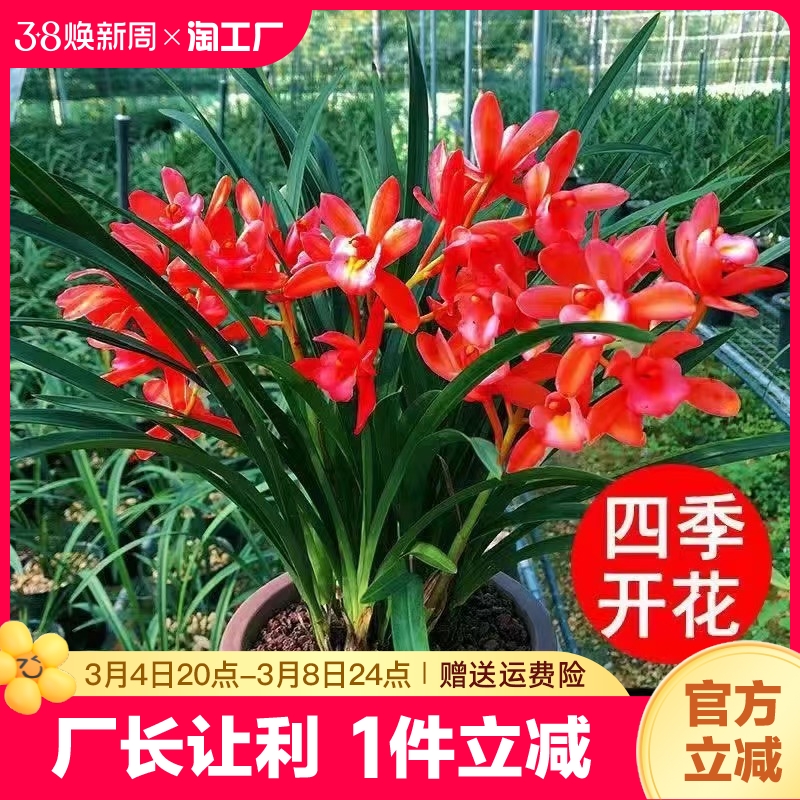 花苗盆栽开花室内外耐寒好养君子兰蝴蝶兰花卉绿植物阳客厅庭院