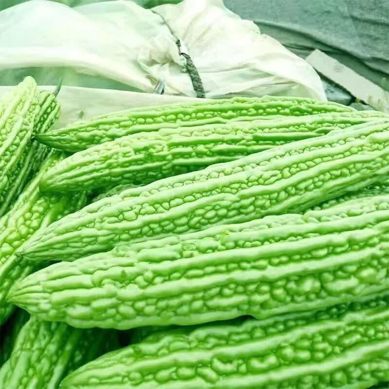 新鲜翡翠苦瓜现摘农家自种蔬菜凉瓜当季新鲜现摘整箱京东包邮