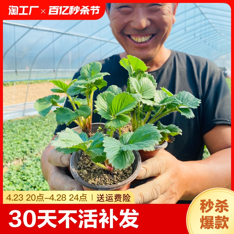 花下居推荐草莓苗基地直发包活