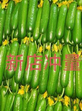 山东头茬脆嫩水果黄瓜小青瓜当季时令蔬菜水果生吃黄瓜轻食简餐
