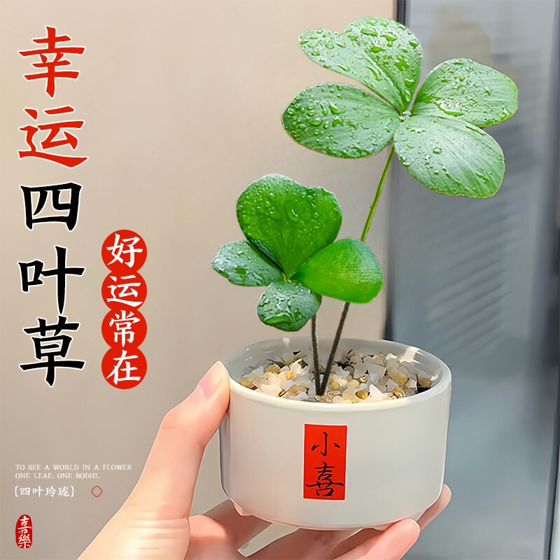 墨西哥铁树四叶草盆栽室内情绪幸运草桌面绿植物摆件客厅办公桌