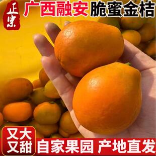 广西融安脆蜜金柑金桔第三代水果鲜果金橘纯甜脆密金桔独立包装