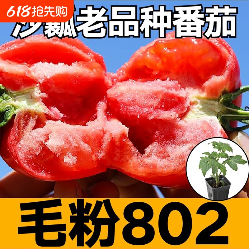 山东大毛粉802番茄秧苗带土大红硬果西红柿种子草莓老品种沙瓤