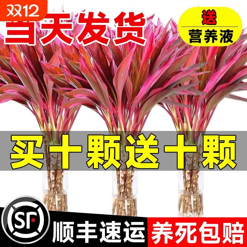 富贵竹水培植物鸿运紫竹