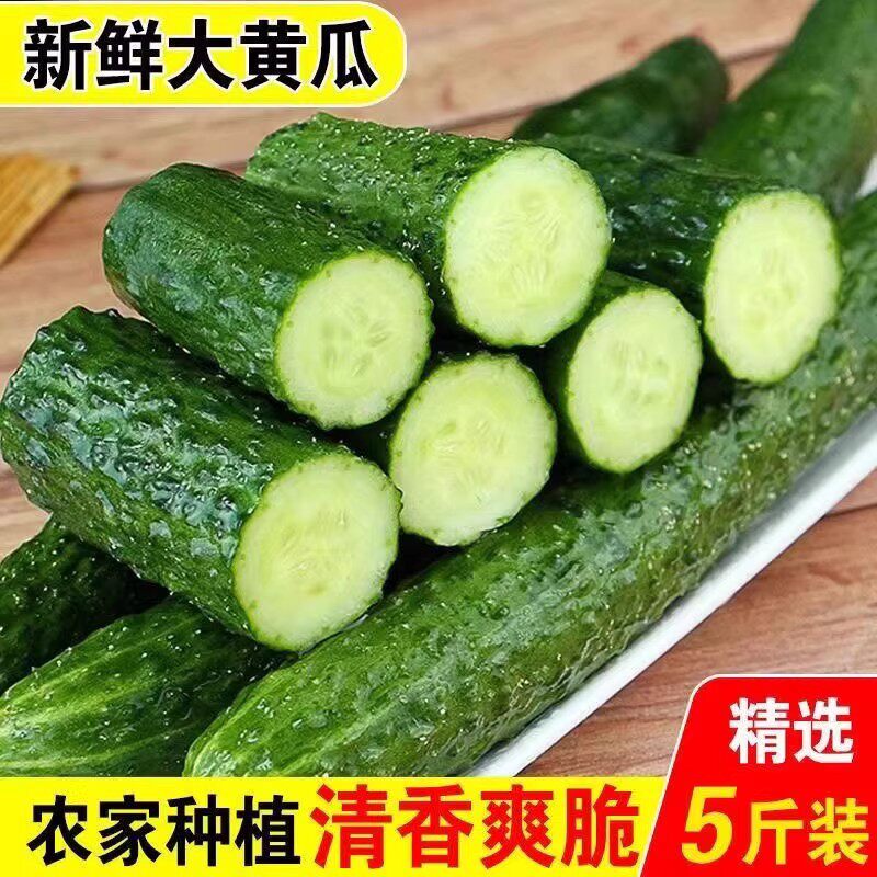 新鲜带刺黄瓜清脆爽口多汁长黄瓜农家自种蔬菜老品种黄瓜整箱批发