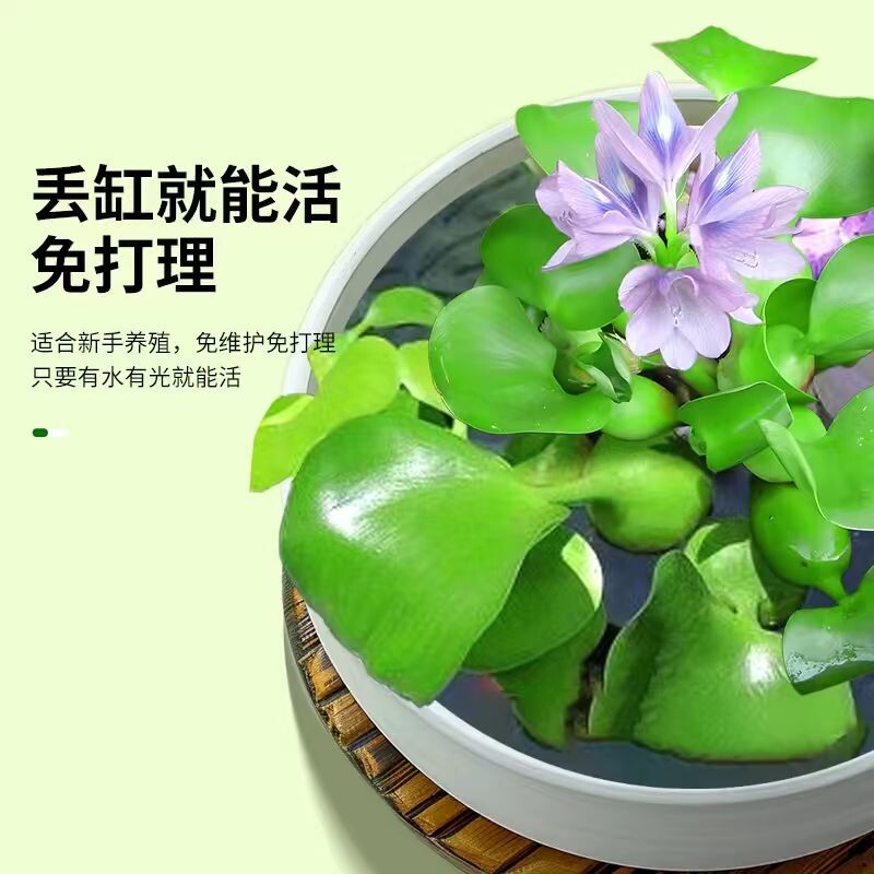 凤眼莲水草鱼缸乌龟虾花卉鱼池塘净化水生植物种苗水葫芦水质养龟