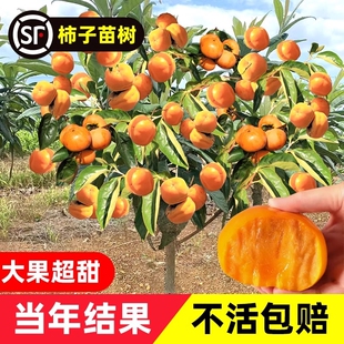 柿子苗树脆甜柿无核柿南北方种植特大庭院地栽当年结果柿子树果苗