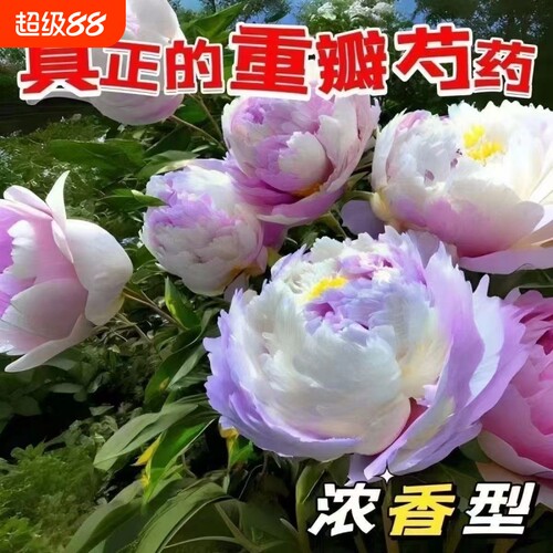 【带芽发货】重瓣芍药花苗浓香花卉正宗观赏芍药牡丹四季开花好养
