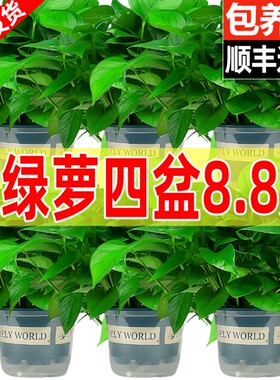 绿萝绿箩盆栽室内水培长藤垂吊大叶新房家用植物花卉绿植吸除甲醛