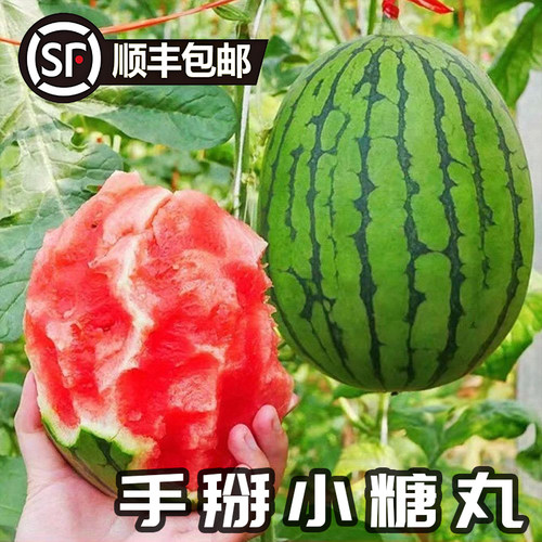 东北产小糖丸西瓜全美2K4K手掰瓜非麒麟瓜薄皮爆汁顺丰送冰淇淋