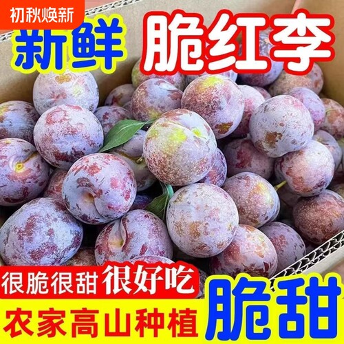 山西现摘安格诺大李子酸甜多汁