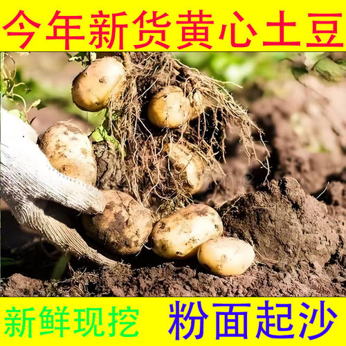黄心土豆农家本地洋芋