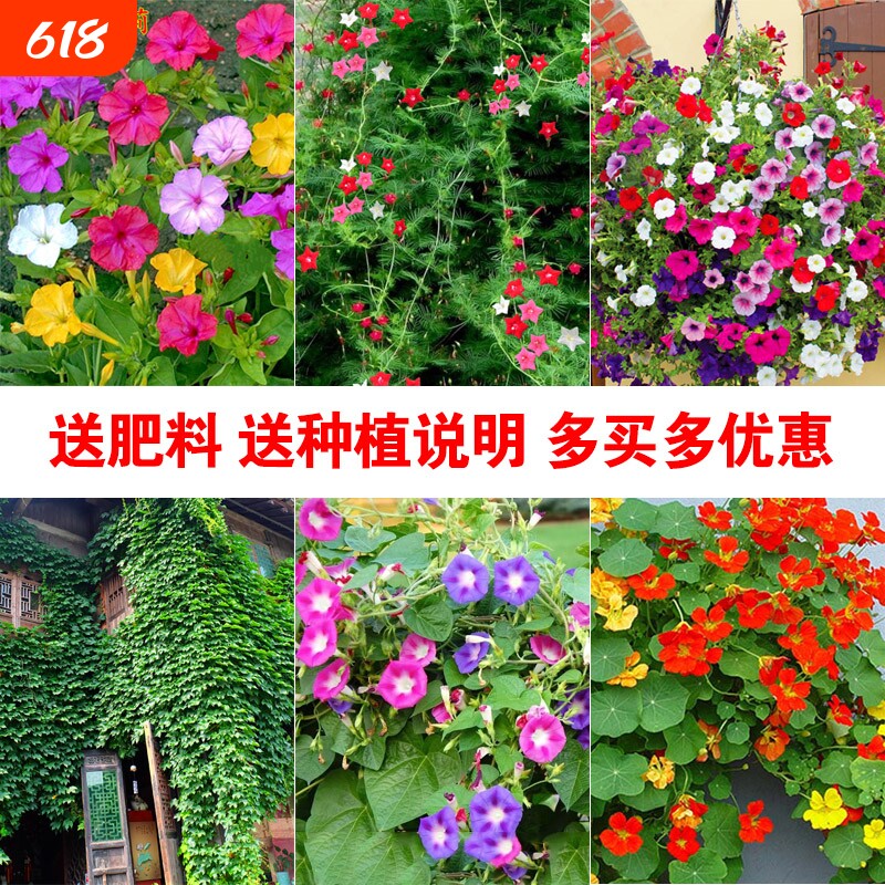牵牛花种子喇叭花室外爬藤墙四季播种开花盆栽易活旱金莲花种籽孑