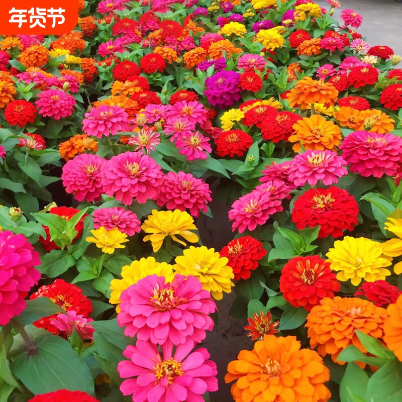 百日草花籽四季开花百日菊种子盆栽野花组合花种籽子播种庭院种植