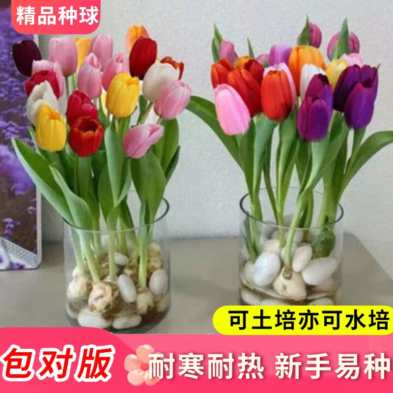 重瓣郁金香种球土培水培植物活耐寒花卉室内阳台盆栽绿植客厅窗台