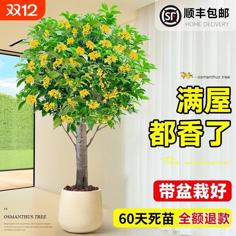 特级老桩四季桂花盆栽浓香可食用