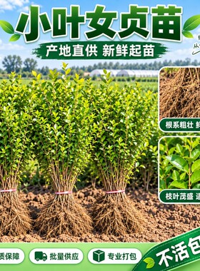 金叶小叶女贞树苗球四季常青庭院耐寒风景树木篱笆墙工程绿化植物