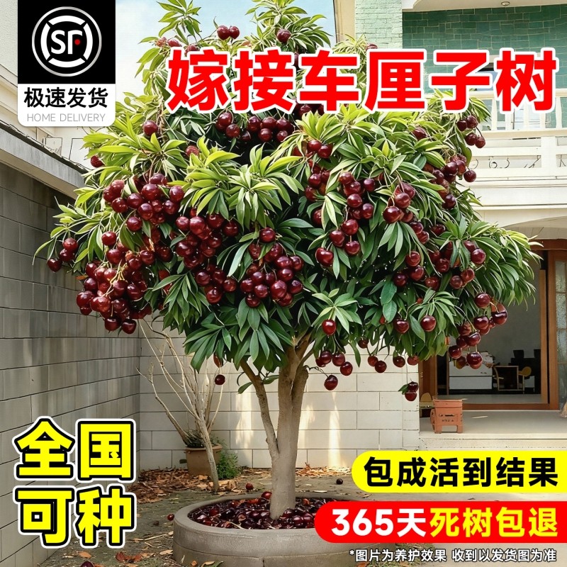 车厘子树苗正宗带土球北方种植四川樱桃树苗矮化特大嫁接果树庭院,鲜花速递/花卉仿真/绿植园艺,果树,淘宝优惠券,粉丝福利购,淘宝优惠卷