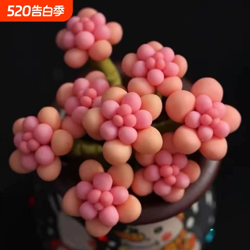 桃蛋群生多头多肉植物山地玫瑰老桩绿植盆栽酒杯耶罗水蜜桃奶酪