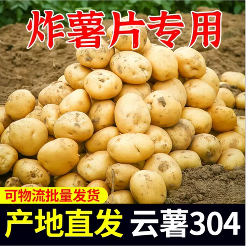 炸薯片专用云薯304土豆云南新鲜高山黄皮黄心马铃薯包邮洋芋
