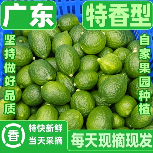 广东香水柠檬无籽奶茶店专用水果青柠檬鲜果手打二级果一级果精选