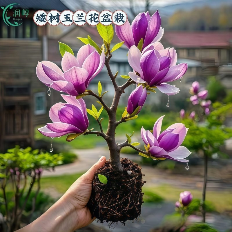 矮化玉兰花树苗带花苞紫玉兰盆栽南北方种植庭院四季花卉耐寒植物,鲜花速递/花卉仿真/绿植园艺,时令草本花卉,淘宝优惠券,粉丝福利购,淘宝优惠卷