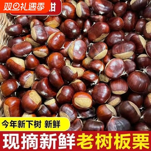 正宗丹东板栗生新鲜栗子