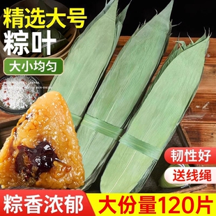 粽子叶粽叶干大号棕叶新鲜包粽子的竹叶子干粽叶商用箬叶批发材料