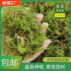 干苔藓水苔种植营养土育苗乌龟冬眠青苔铁皮石斛铺面蝴蝶兰花天然