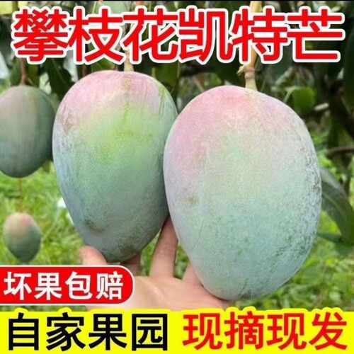 四川攀枝花凯特芒果水果现摘新鲜大芒果特大青皮芒当季大果现货