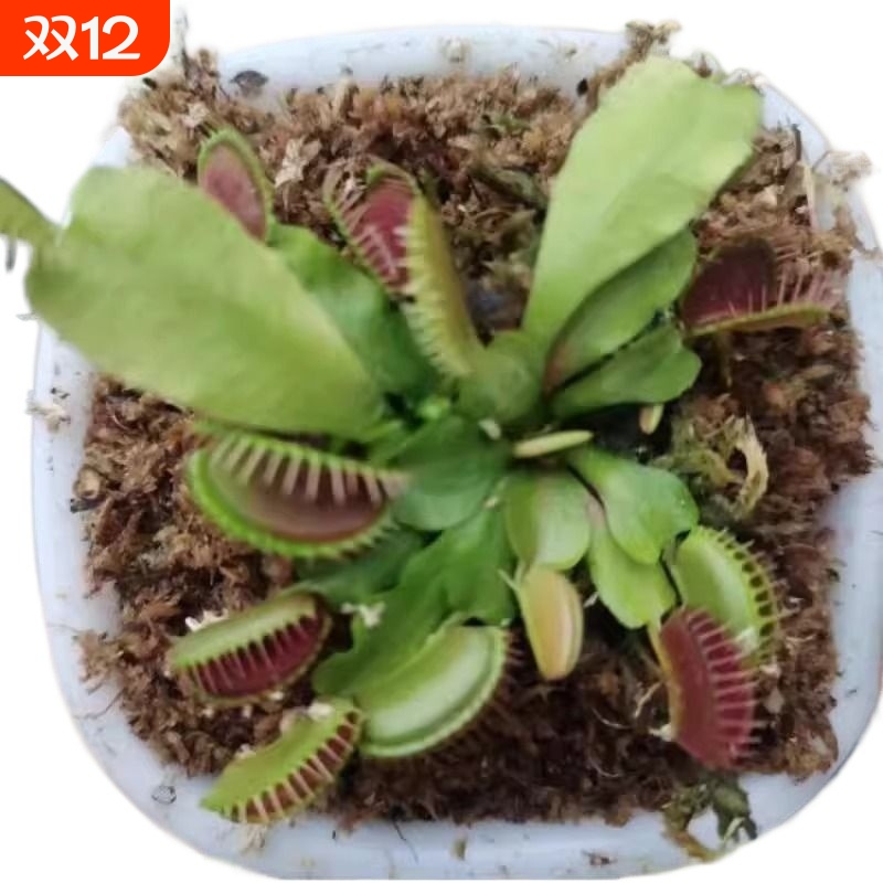 捕蝇草栽好发货盆栽食虫植物驱蚊草苗多肉植物猪笼草花