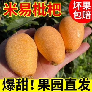 四川攀枝花米易枇杷新鲜水果当季正宗高山枇杷果现摘爆甜孕妇琵琶