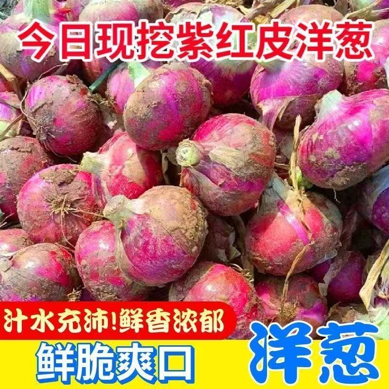 【脆甜新鲜】云南紫皮小洋葱红皮水果洋葱头农家蔬菜葱头辛香浓郁