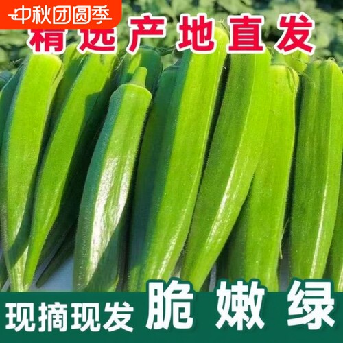【产地直发】秋葵新鲜山东秋葵当季蔬菜羊角豆水果秋葵鲜嫩秋葵