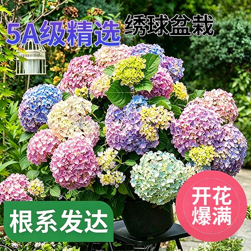 绣球花苗大苗盆栽庭院阳台