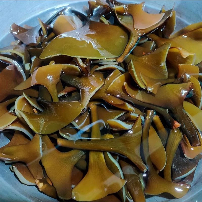 福建霞浦海带头干货特级厚正宗特厚海带新海带丝