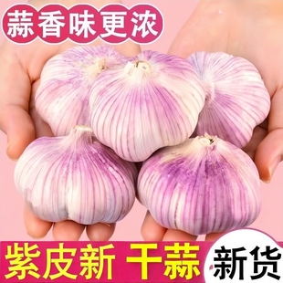 新干蒜紫白皮干大蒜头提鲜去腥解腻农家清仓批发商用便宜新鲜紫皮