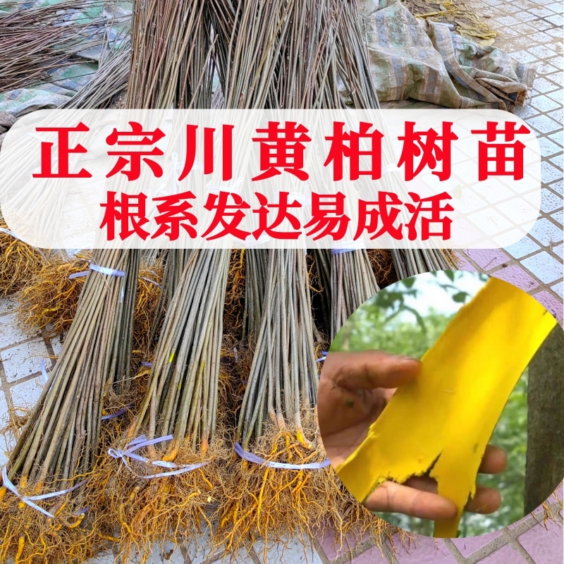 正宗黄柏树苗厚皮四川黄柏造林绿化南北方种植剥皮卖包邮中药材