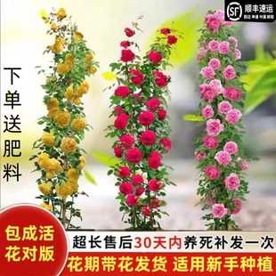 藤本月季1.6米大苗四季开花爬藤蔷薇浓香特大花爬墙花卉庭院盆栽