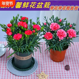 重瓣康乃馨鲜花盆栽大花石竹带花苞阳台庭院花卉好养