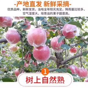 正宗陕西红富士苹果嘎嘎嘎新鲜当季 丑苹果冰糖心脆甜多汁产地直发
