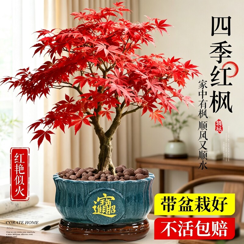 日本红枫树苗盆栽老桩盆景室内庭院四季植物高端绿植客厅适合带盆图片